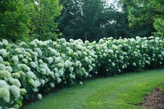 a row of bushes with white flowers on them