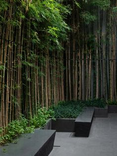 a row of benches sitting next to a tall bamboo tree lined wall in a courtyard