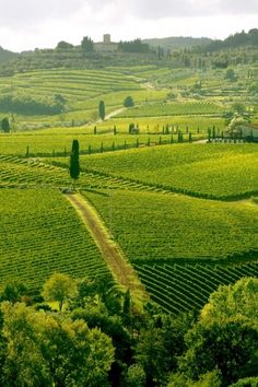 the rolling hills are dotted with trees and bushes in this green landscape, where there is a dirt path that leads to an olive tree - lined hillside