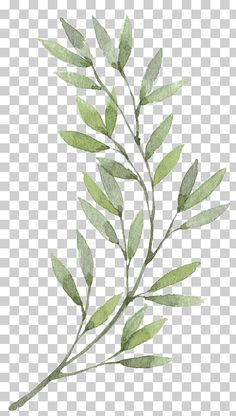 a branch with green leaves on it, watercolor painting transparent background png clipart