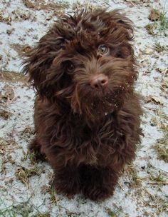 a brown dog sitting on top of snow covered ground