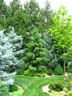 a lush green yard surrounded by trees and shrubs