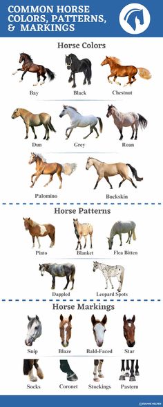 the different types of horses are shown in this chart