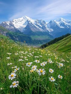 some white and yellow flowers in the grass with snow capped mountains behind them on a sunny day