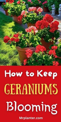 geraniums blooming in pots with the words how to keep geraniums blooming