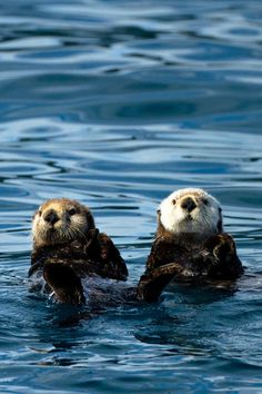 two sea otters are swimming in the water and one is holding its paws up