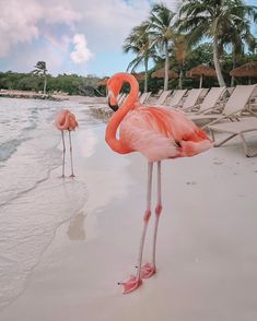 two pink flamingos standing on the beach next to lounge chairs and water with palm trees in the background