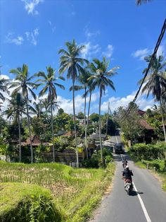 motorcyclist riding down the road in front of palm trees on a sunny day