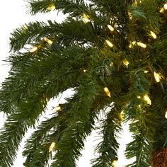 a close up of a christmas tree with lights on it's branches and needles