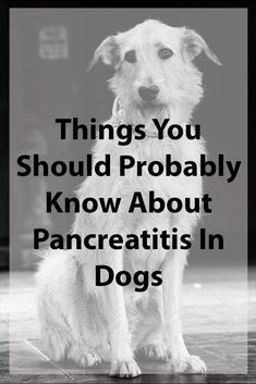 a white dog sitting on top of a wooden floor with the words things you should probably know about pancreatis in dogs