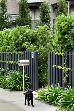 a black dog standing on the sidewalk next to a mailbox and some bushes in front of a house