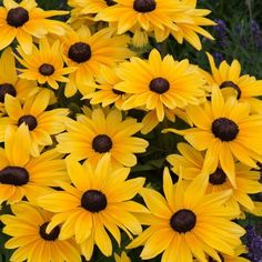 many yellow flowers are blooming in the garden