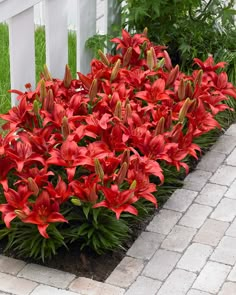 red flowers are growing in the garden near a white fence and brick pavers walkway