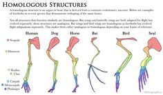 an image of the human body's skeletal structures and their corresponding functions, including bones