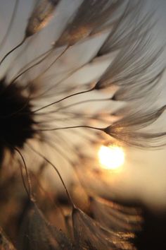 the sun is setting behind a dandelion with long, thin feathers blowing in the wind