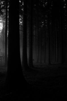 dark forest with fog and trees in the foreground, black and white photograph by person