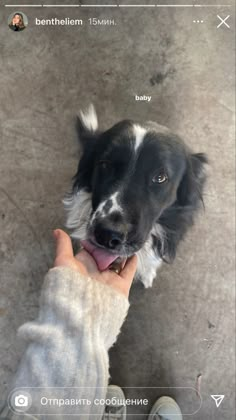 a dog is being petted by someone's hand