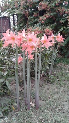 some pink flowers are growing in the grass