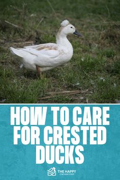 Crested Ducks | The Happy Chicken Coop Duck Treats, Duckling Care, Duck Breeds, Backyard Ducks, Muscovy Duck, Raising Ducks, Selective Breeding, Duck House, Duck Eggs