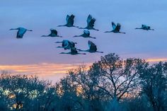 a flock of birds flying over trees at sunset