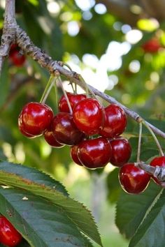 cherries hanging from a tree with green leaves