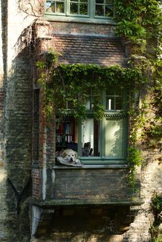 a dog laying in the window of an old brick building with ivy growing around it