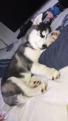 a black and white husky dog laying on top of a bed next to a person