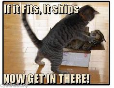 a cat and dog playing with each other in a box that says it fits ships now get in there