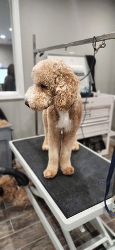 a poodle sitting on top of a grooming table