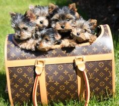 three puppies are sitting on top of a brown louis vuitton luggage bag