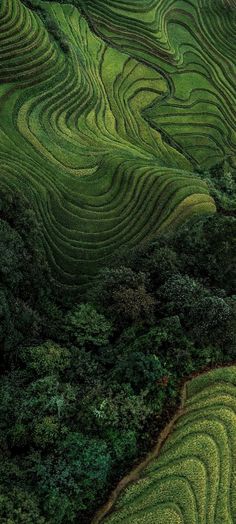 an aerial view of the green mountains and valleys in china's rice fields, with trees growing on each side