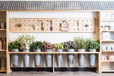 several potted plants are lined up on a shelf in front of a wall with pegs