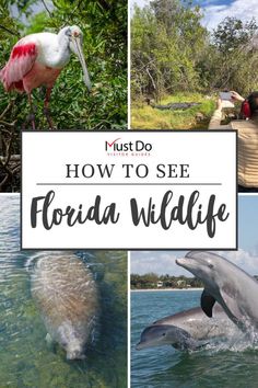 the florida wildlife park is full of beautiful birds, dolphins and other things to see