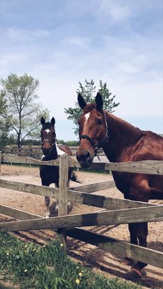 two brown horses standing next to each other behind a wooden fence on a sunny day