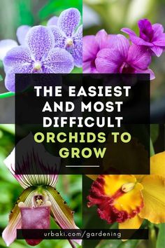 the best and most difficult orchids to grow