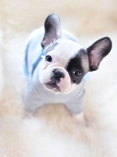 a small black and white dog wearing a blue shirt