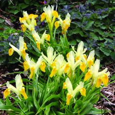 some yellow flowers are growing in the grass