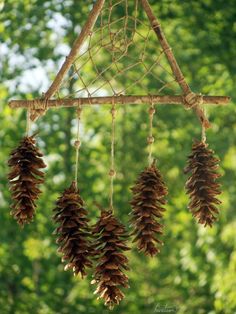 some pine cones hanging from a branch