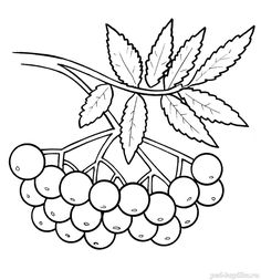 a bunch of grapes hanging from a tree branch with leaves on the top and bottom