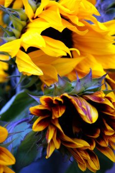 yellow sunflowers are blooming in the garden with green leaves and purple stems