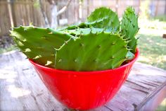 a red bowl filled with green plants on top of a wooden table next to a fence