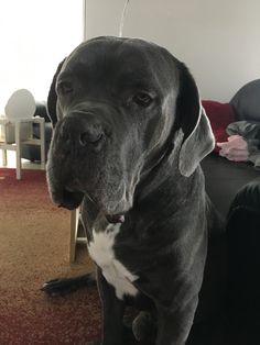 a large black and white dog sitting on top of a floor next to a couch