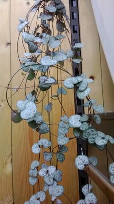 a metal plant with leaves hanging from it's sides on a wooden wall next to a stair case