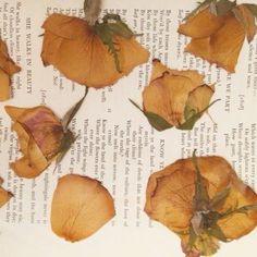 several dried flowers sitting on top of an open book with pages in the back ground