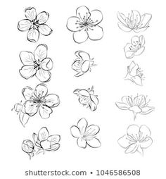 flowers drawn in black and white on a white background