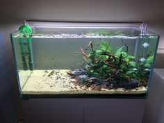 an aquarium with plants and rocks in it