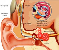 an image of the inside of a human ear