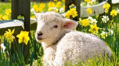 a baby sheep laying in the grass next to some yellow and white daffodils