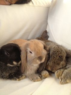 two rabbits cuddle together on a white couch while a woman sleeps in the background