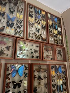 many framed butterflies are on the wall